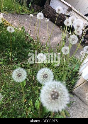 Flauschige Löwenzahn Stockfoto
