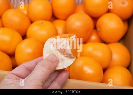 Frische Jin Jihyang Mandarinen. Nahaufnahme eines geschälten saftigen Segments, das von einer Hand gehalten wird. Hochwertige Zitrusfrüchte aus Korea. Stockfoto