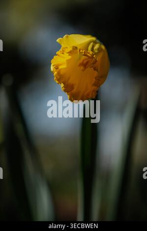 Nahaufnahme einer gelben Narzissenknospe im sanften Frühlingslicht Stockfoto