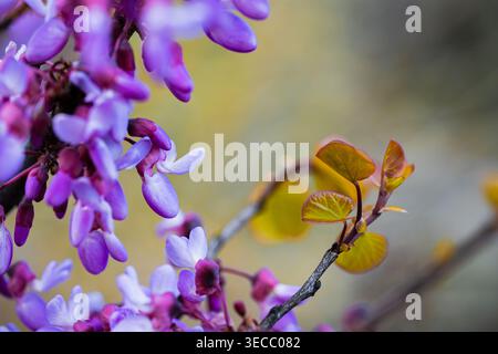 Leuchtend rosa und lila Cercis Siliquastrum Blüten auf einem Zweig mit weichem Bokeh Hintergrund Stockfoto