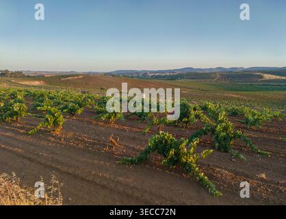 Villalba de los Barros Überblick von Aceuchal Vineyards, Badajoz, Spanien Stockfoto