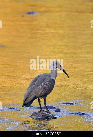 Ein Hadada ibis (Bostrychia hagedash) steht in einem Fluss, der orange leuchtet, vom reflektierten Sonnenaufgangslicht auf einer Felswände, Mologa River Lodge, Südafrika ZA Stockfoto