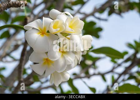 Weiße Plumeria-Blüten mit gelben Zentren, die auf Baumzweigen blühen weiche Blütenblätter tropischer Garten Natur Hintergrund frischer Duft und ruhige Schönheit in Stockfoto