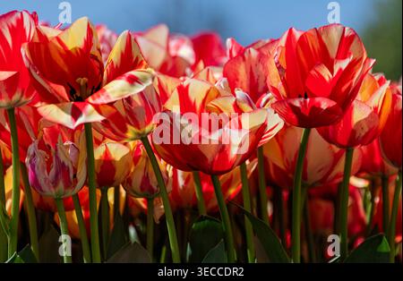 Tulleys Tulip Fields, London Colney, St. Albans, Hertfordshire Großbritannien April 2026 Rot und Gelb bunte offene Tulpen in Field Stockfoto