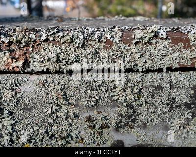 Hypogymnia physodes (Mönchshaubenflechte), die auf alter Metallkistenoberfläche wachsen Stockfoto