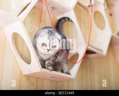 Graue Katze, die auf hölzernem Wandregal mit hängenden Perlen spielt Stockfoto