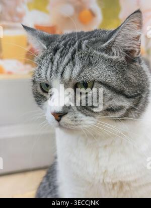 Ruhige Erwachsene Tabbykatze mit markantem grauem und weißem Fell, bequem in einem Innenbereich Stockfoto