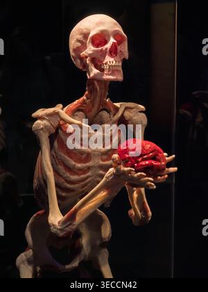 Moskau, Russland - 18. Juni 2021: Plastinierte menschliche Anatomie-Ausstellung in den Körperwelten Moskau mit einem Skelett, das ein Gehirnexemplar hält Stockfoto