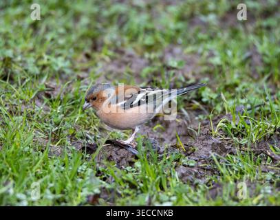 Ein männlicher Chaffinch (Fringilla coelebs), der im Winter im Seaton Wetlands, Devon, Großbritannien, auf der Suche nach Nahrung ist Stockfoto