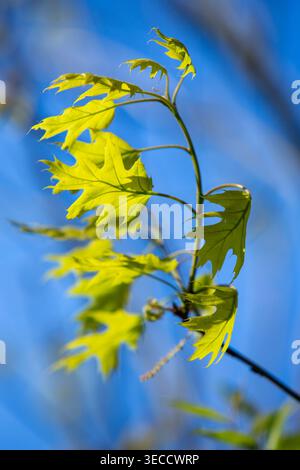 Frische junge Eichenblätter auf Zweigen, die im Wind gegen den blauen Frühlingshimmel geweht werden Stockfoto