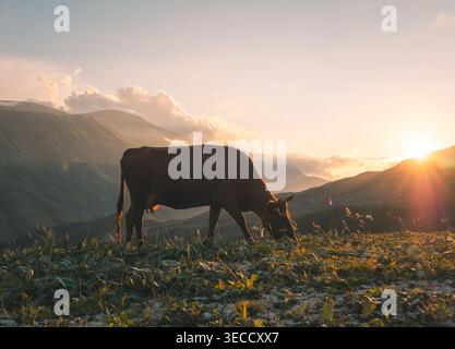 Friedliche braune Kuh weidet auf einer hohen Alm, während die warme goldene Sonne hinter fernen Gipfeln untergeht Stockfoto