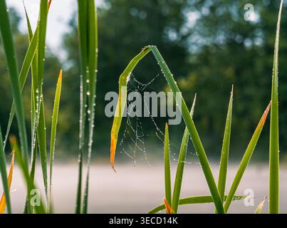 Zartes Spinnennetz, das mit frischen Morgentauropfen zwischen hohem grünem Gras glänzt Stockfoto