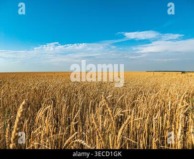 Goldenes Weizenfeld unter dem hellen Sonnenlicht an einem klaren Sommertag auf dem Land, mit blauem Himmel im Hintergrund Stockfoto