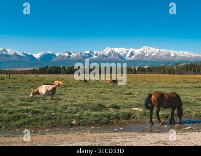 Altai-Landschaft mit braunem Pferdetrinkwasser und Kühen, die auf grünem Feld unter schneebedeckten Bergen an klaren Tagen weiden Stockfoto