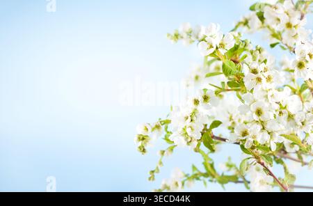 Wunderschöner floraler Frühlingshintergrund der Natur. Blütenzweig mit weißen Blüten und grünen Blättern im Frühling. Ostergrußkarten mit Co Stockfoto
