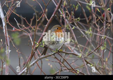 rotkehlchen (Erithacus rubecula) in einem Rosenstrauch, Bayern, Deutschland Stockfoto
