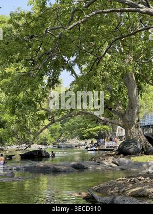 Die Menschen entspannen und baden auf einem Fluss mit großen Bäumen und Felsen in einer natürlichen, grünen Umgebung, Hogenakkal, Tamil Nadu, Indien Stockfoto