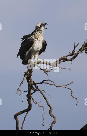 Osprey, pandion haliaetus, alleinerziehender Erwachsener auf dem Zweig, ruft in Ostaustralien an Stockfoto