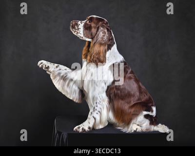 Sitzender englischer springer Spaniel, der eine Pfote auf dunklem Hintergrund zeigt Stockfoto