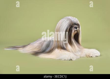 Wunderschöner Lhasa Apso Hund auf grünem Hintergrund Stockfoto