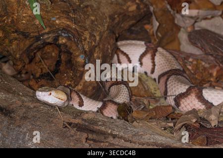 Ein östlicher Kupferkopf, Agkistrodon contortrix, eine giftige Schlange in Gefangenschaft in Costa Rica. Aus dem Osten der Vereinigten Staaten. Stockfoto
