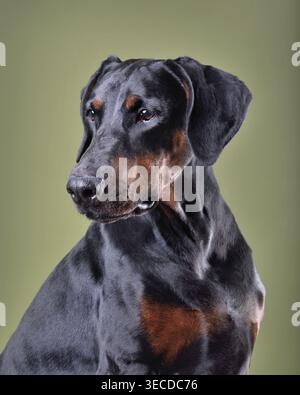Schöner schwarzer und brauner Doberman-Hund, der auf grünem Hintergrund sitzt Stockfoto