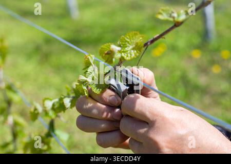 Die Hände verwenden ein Tapener-Werkzeug, um junge Weinrebentriebe an einem Stützdraht in einem Weinberg zu binden. Landwirtschaftliche Arbeit, Pflege von Weinbergen, Pflanzenpflege. Stockfoto