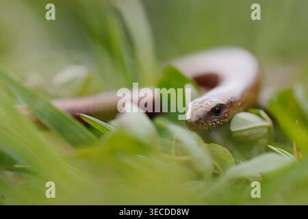 Langsamer Wurm / Blindschleiche (Anguis fragilis) kriecht durch tiefgrüne Vegetation, Kopfporträt. Stockfoto