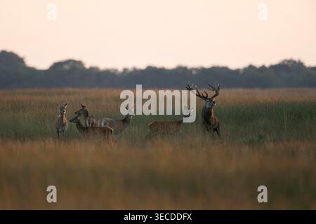 Rothirsch / Rothirsch ( Cervus elaphus), Hirsch mit Herde, Weibchen, im offenen Grasland während der Brunftzeit, dominantes Verhalten. Stockfoto