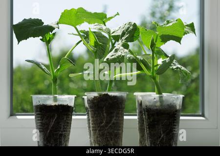 Sämlinge von Gurken auf dem Hintergrund des Fensters. Frühjahrskultur im Innenbereich. Neue Triebe mit Blättern im Boden. Stockfoto