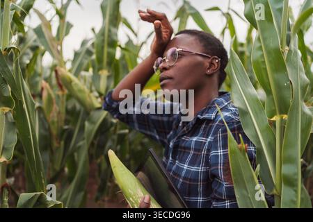 Junger afrikanischer Landwirt, der Maisernte auf einem Feld mit einem digitalen Tablet inspiziert Stockfoto