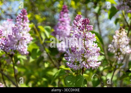 Syringa vulgaris, Fliederblüten im Frühjahr, Nahaufnahme von zarten lila und weißen Blüten Stockfoto