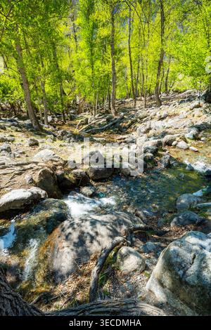 Gebirgsbach fließt durch den Wald in den Chulyshman River in Altai Russland ruhiger natürlicher Wasserlauf im Wildnis Tal Stockfoto