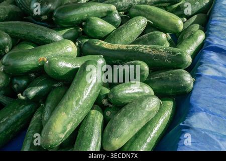 Frische Gurken stapeln sich auf dem Bauernmarkt Bio-Gemüse natürliche Lebensmittel Textur Hintergrund Stockfoto