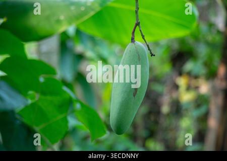 Junge grüne Mango oder Mangifera indica hängt an einem Zweig in seinem unreifen Stadium, blassgrüne Haut, oval. Früchte entwickeln sich, bevor sie zu golde Reifen Stockfoto