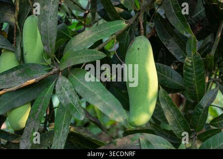 Eine unreife Mango oder Mangifera indica wird an einem Zweig aufgehängt, sie befindet sich in der frühen Wachstumsphase, bevor sie in der Vollreife goldgelb oder rot wird Stockfoto