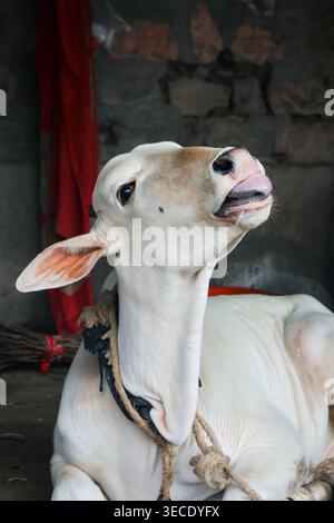 Tierporträt – Junge Kuh, die sich in der Scheune entspannen. Hochauflösendes Viehporträt einer jungen Kuh, die friedlich in einer Scheune ruht. Stockfoto
