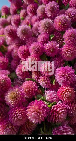 Voller Rahmen der violetten Globus Amaranth Blume Stockfoto
