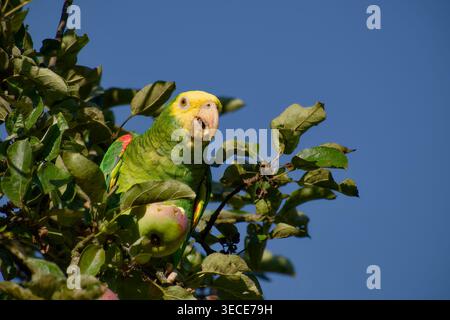 Gelbköpfiger amazonas ernährt sich von Apfel, während er zwischen Ästen und Blättern sitzt und in Richtung der Kamera vor blauem Himmel blickt. Stockfoto