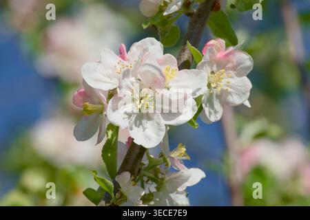 Nahaufnahme von Apfelbaumblüten, die auf einem Zweig blühen, zarten weißen und zarten rosa Blüten, die von Sonnenlicht beleuchtet werden, mit einem verschwommenen blauen Himmel und grünem B Stockfoto