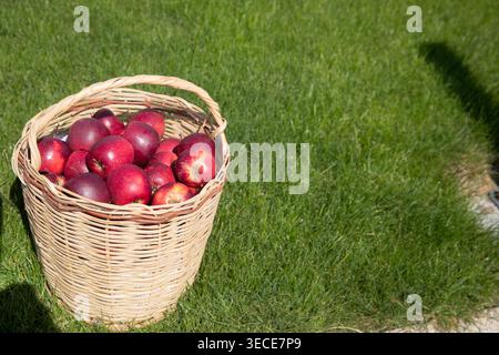 Botanischer Garten in Baku, Aserbaidschan, im Hintergrund verschwommen. Drei Weidenkörbe gefüllt mit frischen roten Äpfeln (Malus domestica) auf grünem Gras Stockfoto