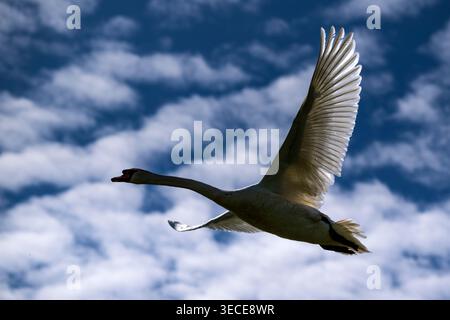 Stummer Schwan im Flug gegen starke Sonneneinstrahlung Stockfoto