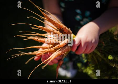 Die Hände eines Kindes halten einen Haufen frisch gegrabener Karotten, an denen sich noch der Boden festhält und grüne Blattspitzen befestigt sind, fotografiert in einem eigenen Garten Stockfoto