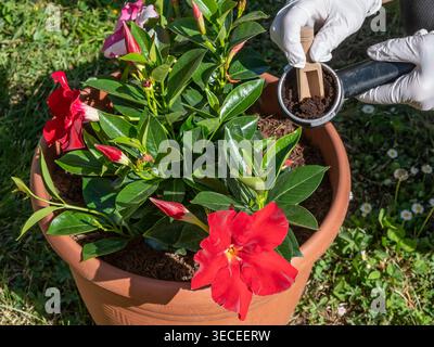 Kaffeesatz wird in einen Topf mit einer rotblühenden mandevilla-Pflanze gegossen, um ihn zu düngen Stockfoto