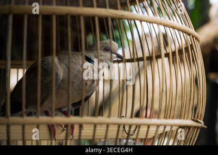 Domestizierte Flecktaube (Spilopelia chinensis) in einem traditionellen Bambus-Vogelkäfig in Indonesien. Stockfoto