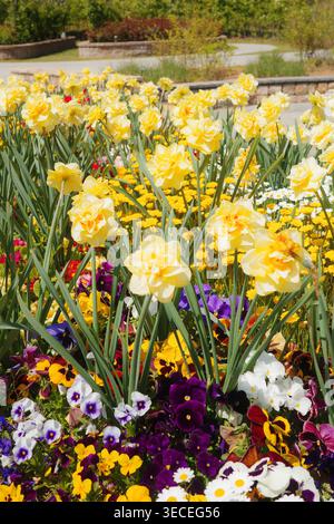 Cremefarbene doppelte Narzissen und bunte Stiefmütterchen in einer mehrschichtigen Frühlingsgartenkante, mit Kronendaises und einer Steinmauer im Hintergrund. Stockfoto