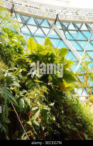 Tropische Pflanzen mit großen, kalkgrünen Blättern an einer lebenden Wand in einem botanischen Wintergarten mit einer geometrischen Kuppeldecke aus Stahl und Glas darüber. Stockfoto