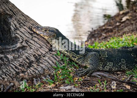 Asiatische Wassermeldechse (Varanus Salvator) im Lumphini Park, Bangkok, Thailand Stockfoto