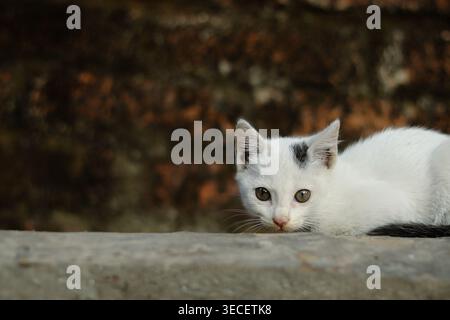 Ein kurioses weißes Kätzchen mit schwarzen Flecken, die von einem Steinvorsprung schüchtern hervorragen und einen unschuldigen und verspielten Moment festhalten. Stockfoto