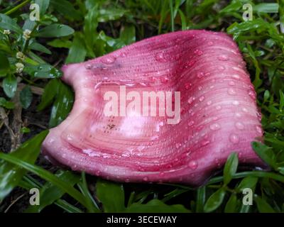 Rosafarbene Bananenblüten, die in Kerala, Indien, mit natürlichen Regentropfen auf grünes Gras gefallen sind – tropische botanische Nahaufnahme nach Monsunregen. Stockfoto